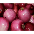 2019 new fresh onion